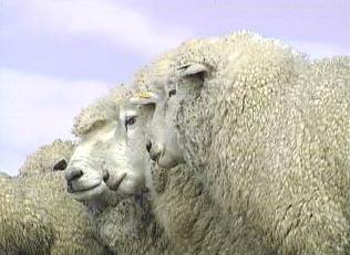 South Africa's wool production may grow this year