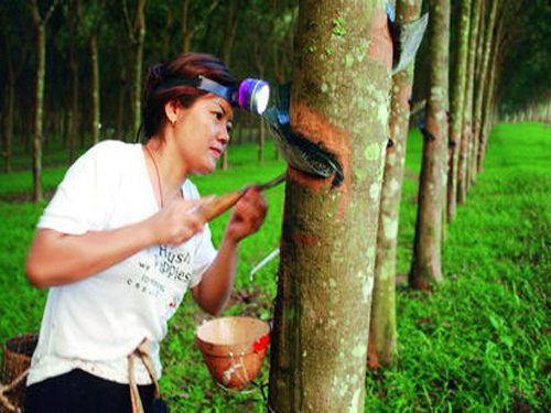 Natural rubber prices hit a new 5-year low