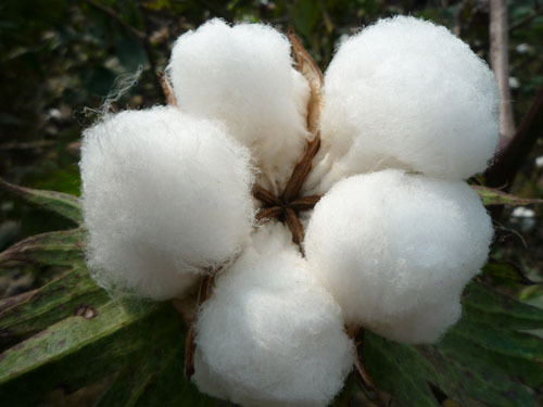 US cotton exports decreased by 20% in 2013/14
