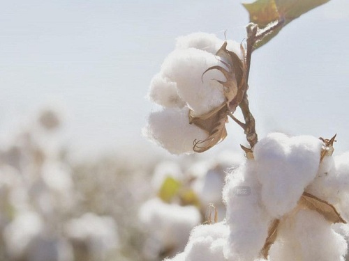 The quantity and quality of cotton doubled into a new market