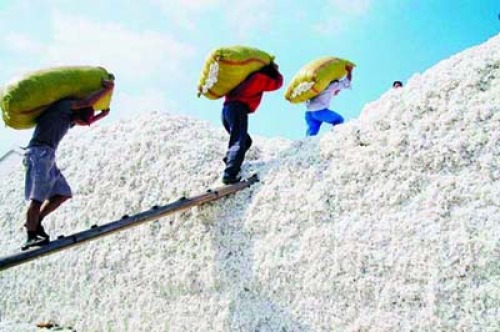 March Australian cotton exports decline