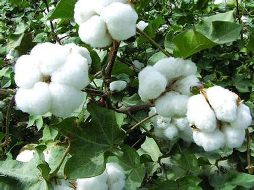 Xinjiang's cotton production accounts for more than half of the country