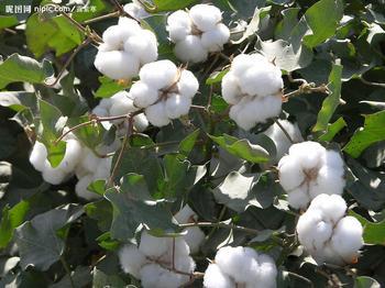 Paraguay planted 40,000 hectares of cotton this year