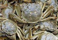 Honghu Lake Crab Party