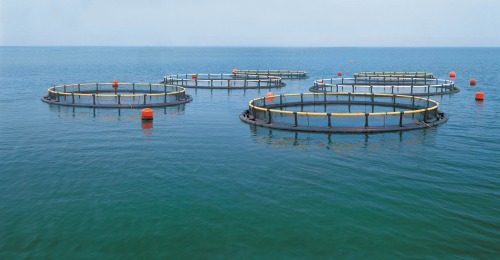 Aquaculture processing industry is faced with shuffling