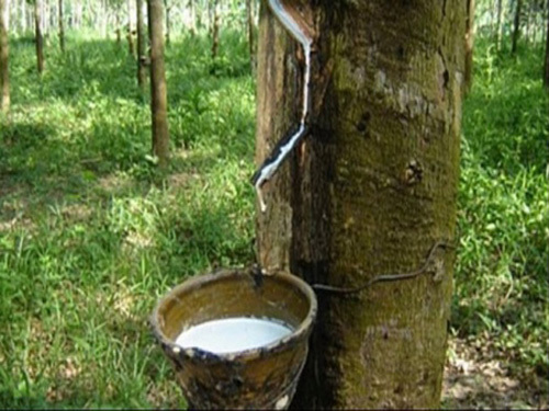 Natural rubber short open probability increase