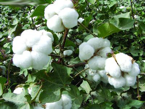 In August, the profit of textile enterprises rebounded