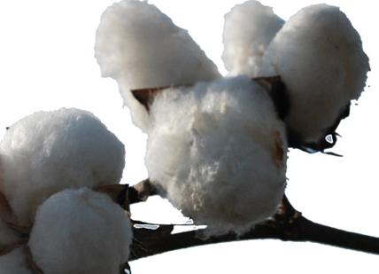 Export-oriented textile companies can't afford huge cotton spreads