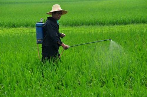 Ministry of Agriculture: Correct use of pesticides to ensure safety
