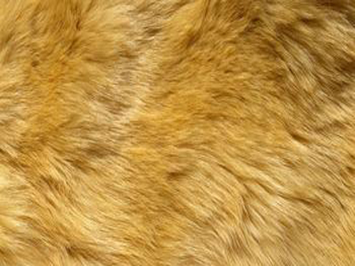 About the maintenance and cleaning of fur