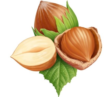 Eat more hazelnuts, both brain and relieve fatigue