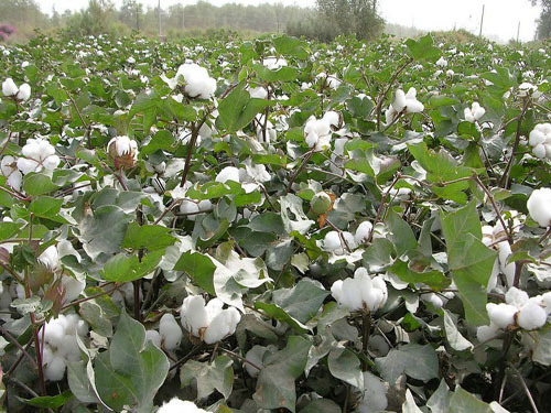 California arid farmers abandoned cotton