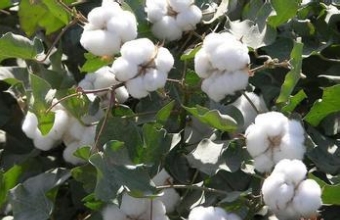 Expert Analysis of Cotton Direct Subsidy Policy Debuts This Year
