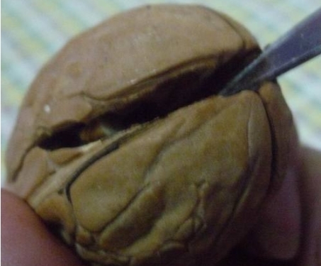 How to open walnuts