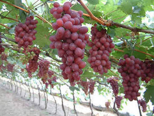 Grapevine pruning method