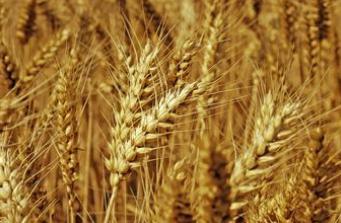 Hefei's wheat production hit a record high