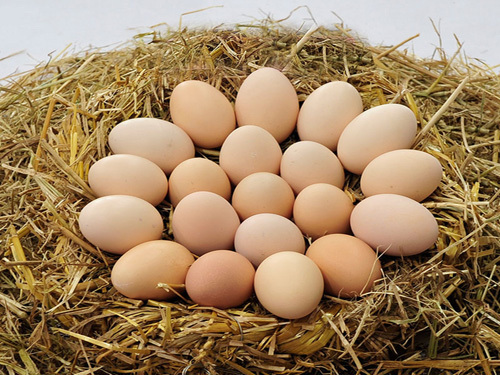 China's egg processing will increase by 30 times in the future
