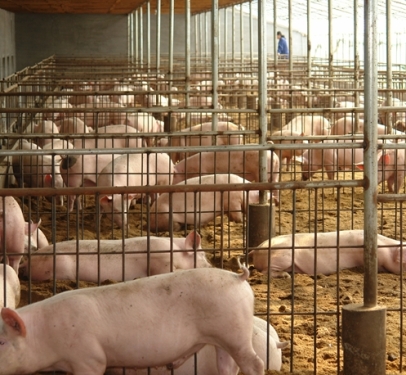 Need to ponder over the regulation of pig breeding mode