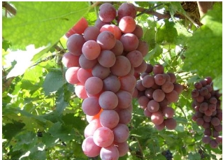 Australia revise the import conditions of grape propagation materials