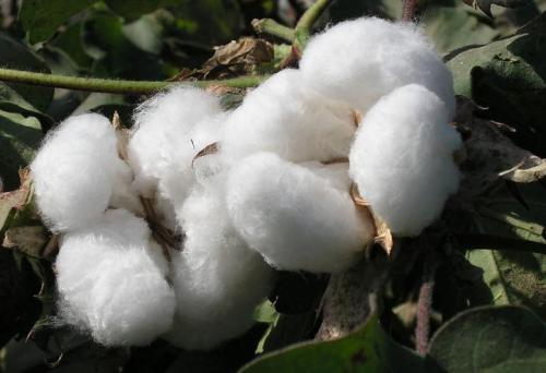 High cotton price textile enterprises start to recuperate