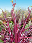 The Chinese cabbage was squeezed into the table by the cabbage