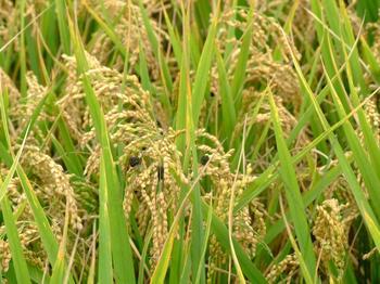 South China early rice needs to be cooked at high temperature