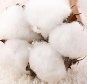 Long-staple cotton: prices temporarily stabilized