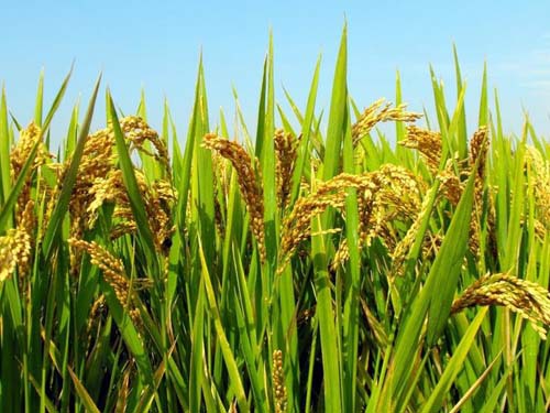 Scientists have discovered super rice growth-producing genes