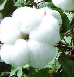 The end of cotton "policy city"