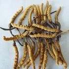 Cordyceps sinensis curative effect rare supervision