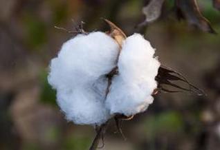 Ministry of Agriculture approves two kinds of imported transgenic cotton