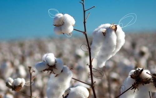 Guidelines for adjustment of planting structure in cotton producing areas