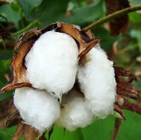 Mexico becomes the 15th largest cotton producer in the world