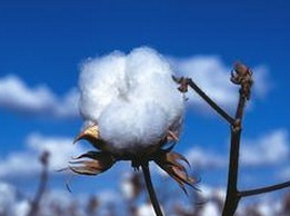 U.S. Cotton Association Says Chinese Consumers Like Cotton Products