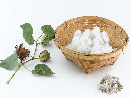 Australian cotton or will become an important raw material for China's textile
