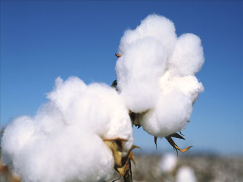 The state announces 2015 Xinjiang cotton target price