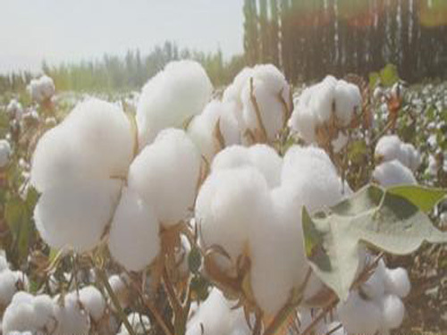 Insufficient orders from textile companies Low cotton prices