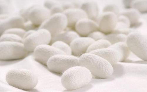 Silkworm cocoon raw material shortage Price or increase