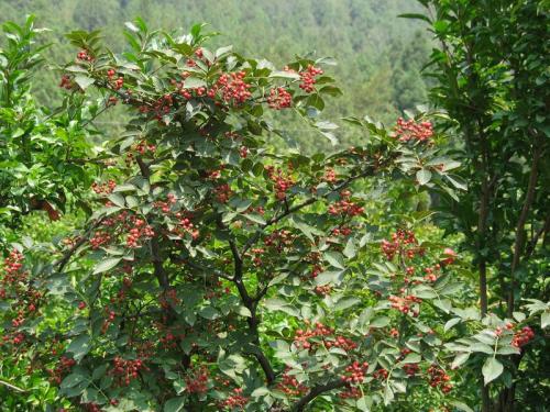 Winter management points of pepper tree