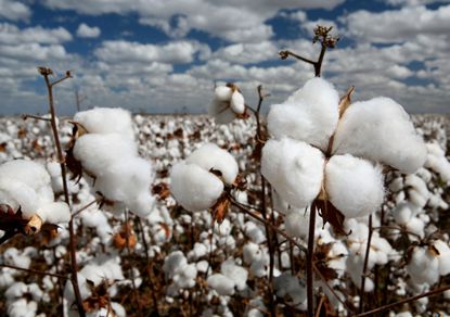 Turkmenistan harvested more than 1 million tons of raw cotton