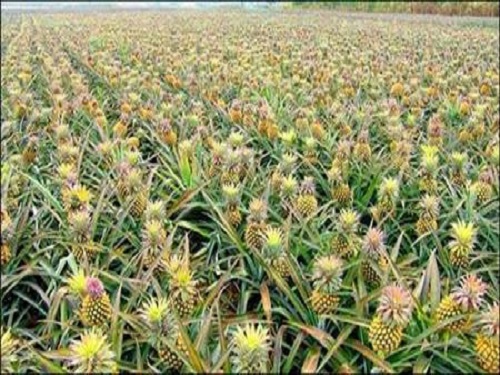 Pineapple "decryption" will help fight drought crop cultivation