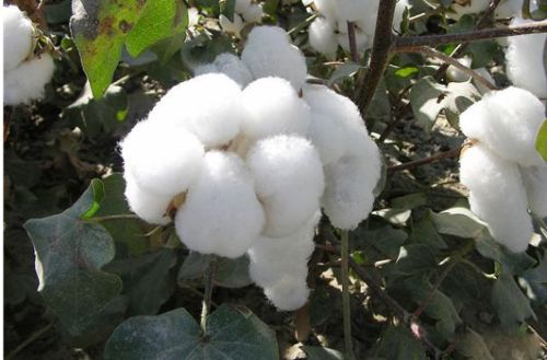 India quadrupled China's cotton yarn exports in September