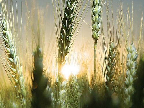 Wild gram wheat genomic map