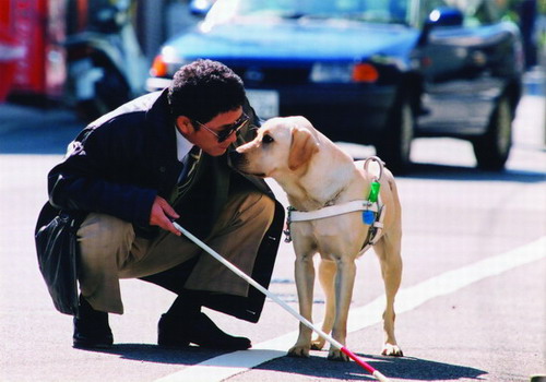 Beijing guide dogs have high public bus calls