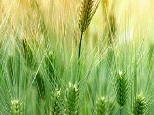 The use of pesticides will strive for zero growth in 2020