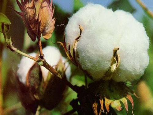 Reserve cotton put in actual transaction 8129 tons
