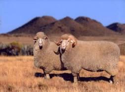 U.S. economy is turning better China demand is growing and pushing up South African wool