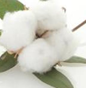 The end of cotton purchasing and storage system