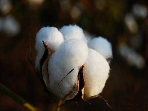 ICE cotton no change