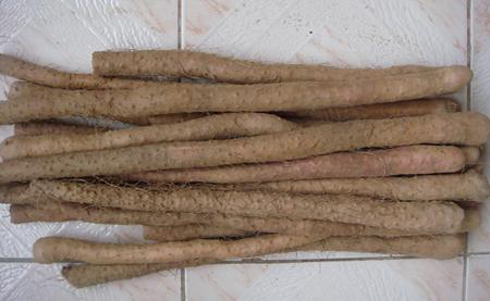 The medical efficacy of yam